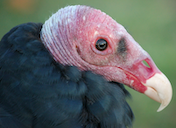 turkeyvulture random