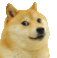 doge intensifies random