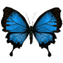 blue butterfly random