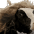 a black and white cow with a green background