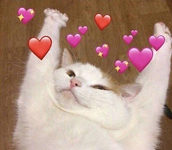 cat hug random