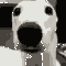 shivering dog random