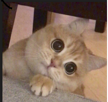 sweetcat random