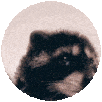 pedro raccoon random