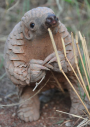 pangolin waiting random