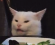 cat confused random