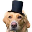 dog in top hat random