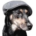 dog in flat cap random