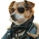 cool dog random