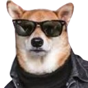 cool dog random