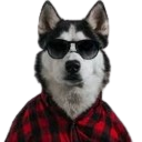 cool dog random