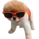 cool dog random