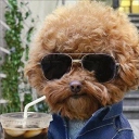 cool dog random