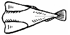 bacalhau random