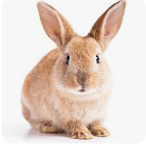 a brown rabbit sitting on top of a white floor