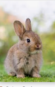 bunny random