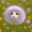cat dandelion random