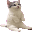 sitting cat cheer random