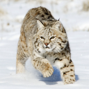 bobcat random