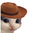 howdy cat cowboy random