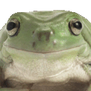 frog nod random