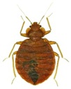 bed bugs random