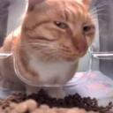 side eye cat random