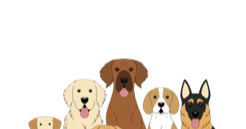dog pack random