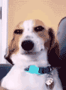 happy doggo smile random