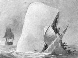 white whale random