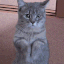 begging kitty random
