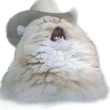 cowboycat random