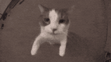 kittykissgif random
