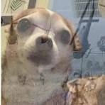 dog vietnam flashback random