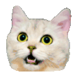 cat yawn random