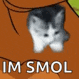 smol cat random