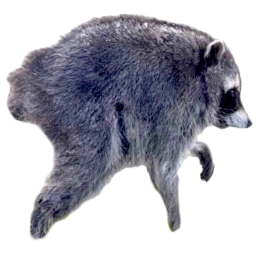 jimothy random