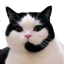 call center cat random