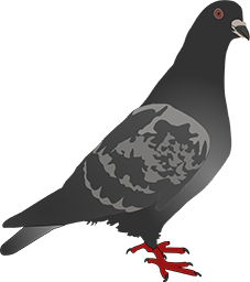 a black and white bird with a red beak