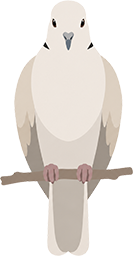 a white bird sitting on top of a tree branch