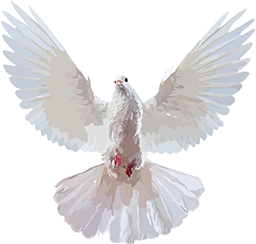 a white dove with its wings spread