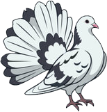a white and black bird with its wings spread
