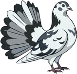 a white and black bird with its wings spread