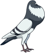 a black and white bird standing on its hind legs