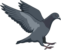 a bird flying with its wings spread wide