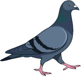 a blue bird with pink feet and a black body