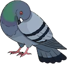 pigeon random