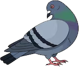 pigeon random