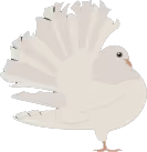 pigeonfantail3 random