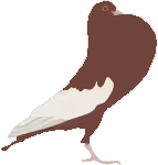 pigeonenglishpouter random
